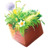 Allium